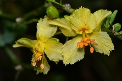 Parkinsonia texana macra