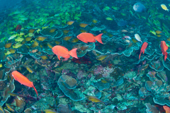 Priacanthus hamrur