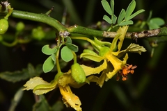 Parkinsonia texana macra
