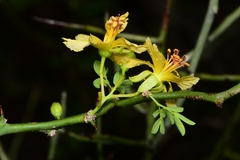 Parkinsonia texana macra