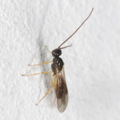 Opiinae