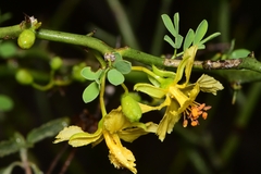 Parkinsonia texana macra