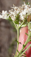 Selago corymbosa