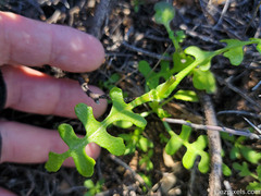 Pholistoma auritum arizonicum
