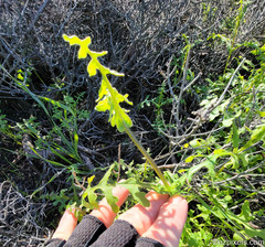Pholistoma auritum arizonicum