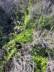 Pholistoma auritum arizonicum
