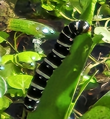 Xanthopastis regnatrix