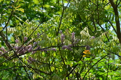 Millettia pachycarpa