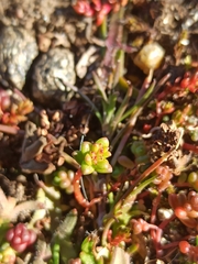 Sedum cespitosum