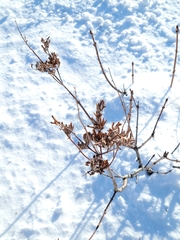 Syringa