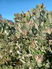 Arctostaphylos tomentosa