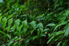 Polygonatum arisanense