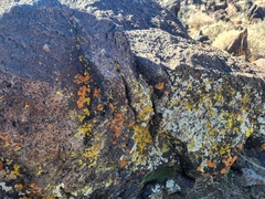 Candelariella rosulans
