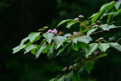 Callicarpa formosana formosana