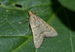 Bostra obsoletalis