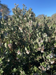 Arctostaphylos tomentosa