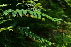 Polygonatum arisanense