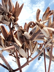 Syringa