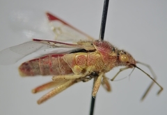 Liorhyssus