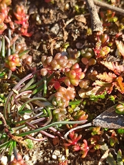 Sedum arenarium