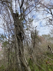 Tillandsia usneoides