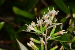 Nahuatlea hypoleuca
