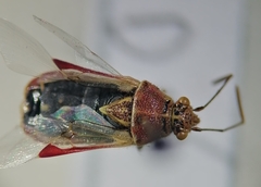 Liorhyssus