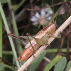 Conocephalus brevipennis