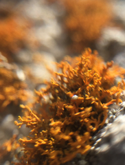 Polycauliona coralloides