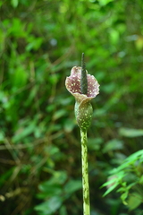 Amorphophallus kiusianus