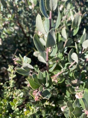Arctostaphylos tomentosa