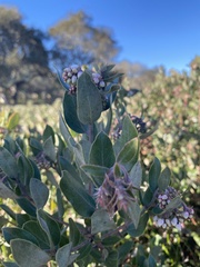 Arctostaphylos tomentosa