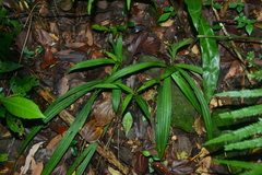 Calanthe davidii