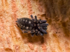 Nurscia albomaculata