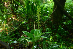 Liparis sootenzanensis