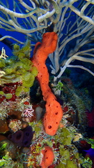 Amphimedon compressa