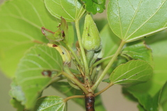 Eriolaena poissonii image