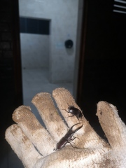 Prosopocoilus gracilis