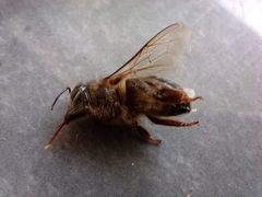 Apis mellifera intermissa