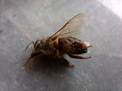 Apis mellifera intermissa