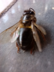 Apis mellifera intermissa