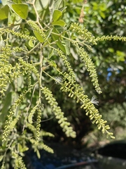 Pithecellobium lanceolatum