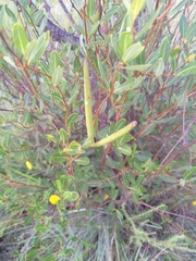 Cryptolepis oblongifolia