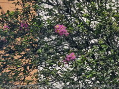 Lagerstroemia indica