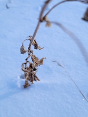 Campanula rapunculoides