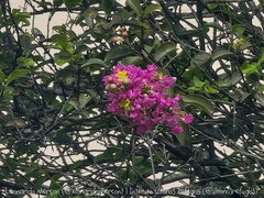 Lagerstroemia indica
