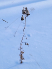 Campanula rapunculoides