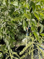 Pithecellobium lanceolatum