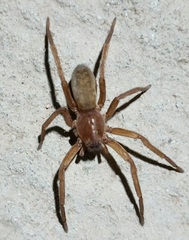 Asthenoctenus borellii