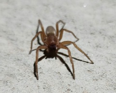 Asthenoctenus borellii